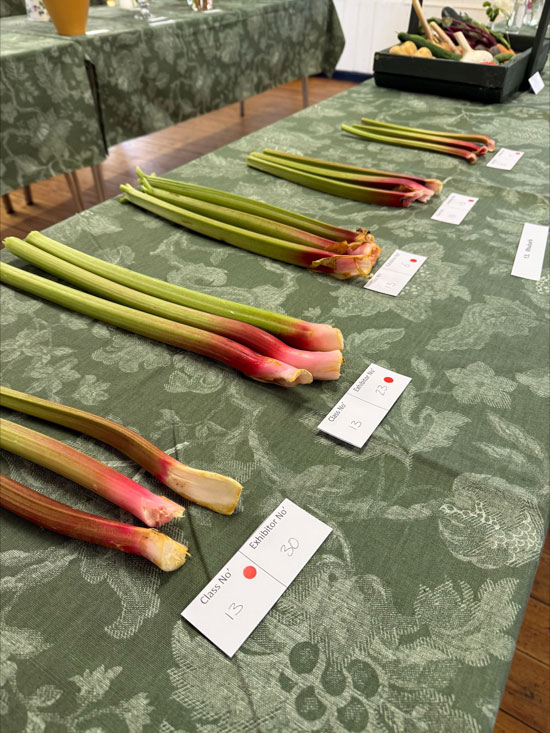 Rhubarb